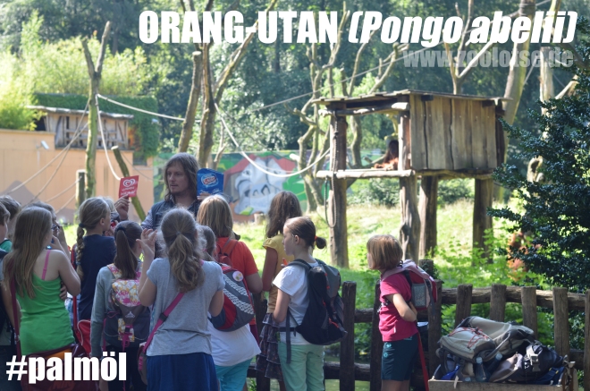 Orang-Utan-Woche im Kinderferienprogramm des Zoo Dortmunds: Was hat unser Eis mit den Orang-Utans zu tun? 