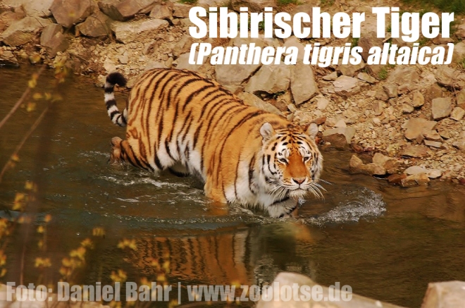 Der Sibirische Tiger, hier im Zoologischen Garten Wuppertal, wird auch Amurtiger oder Ussuritiger genannt.