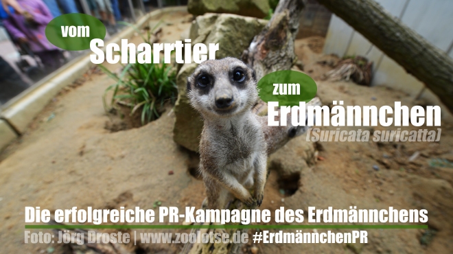 Im Rahmen der PR-Kampagne wurde diese kleine Mangusten-Art von "Scharrtier" in "Erdmännchen" umbenannt.